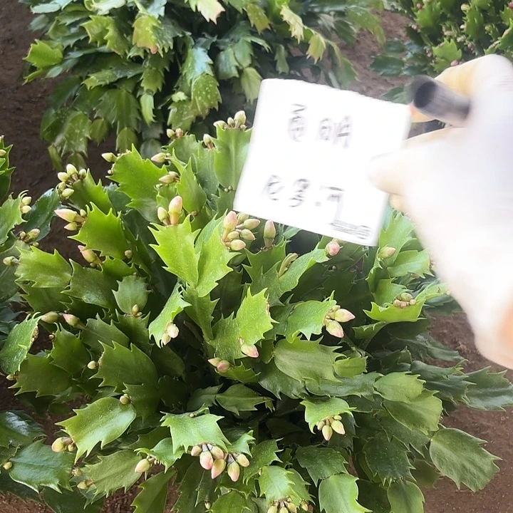 ༺***༻当前无花栽培后可以开花