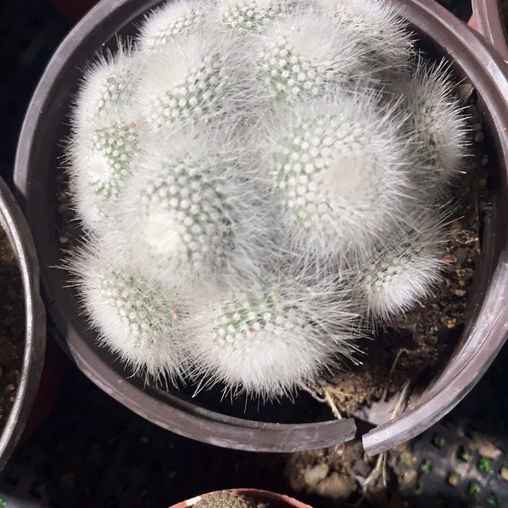 白小丁大群zzzzzzz