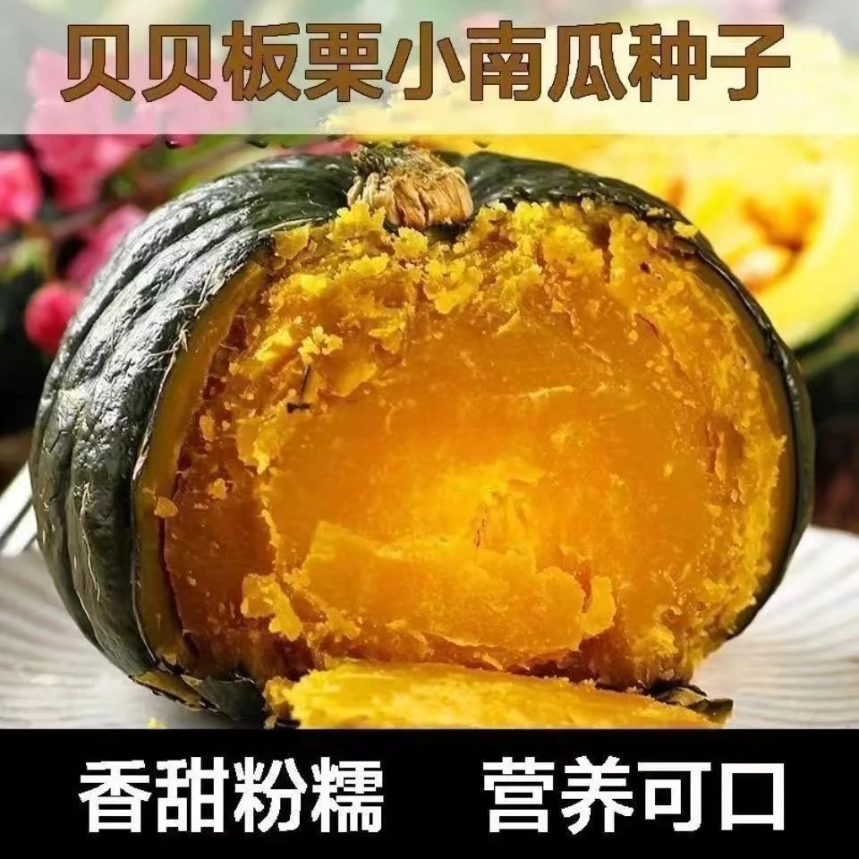 板栗贝贝南瓜籽春秋四季绿面瓜 甜糯香甜