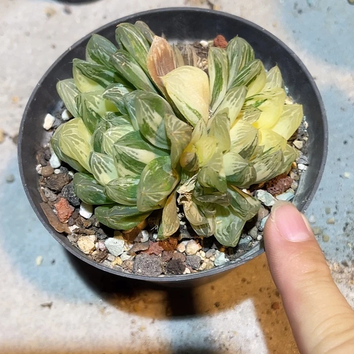 无花朵苏锦群生一物一拍