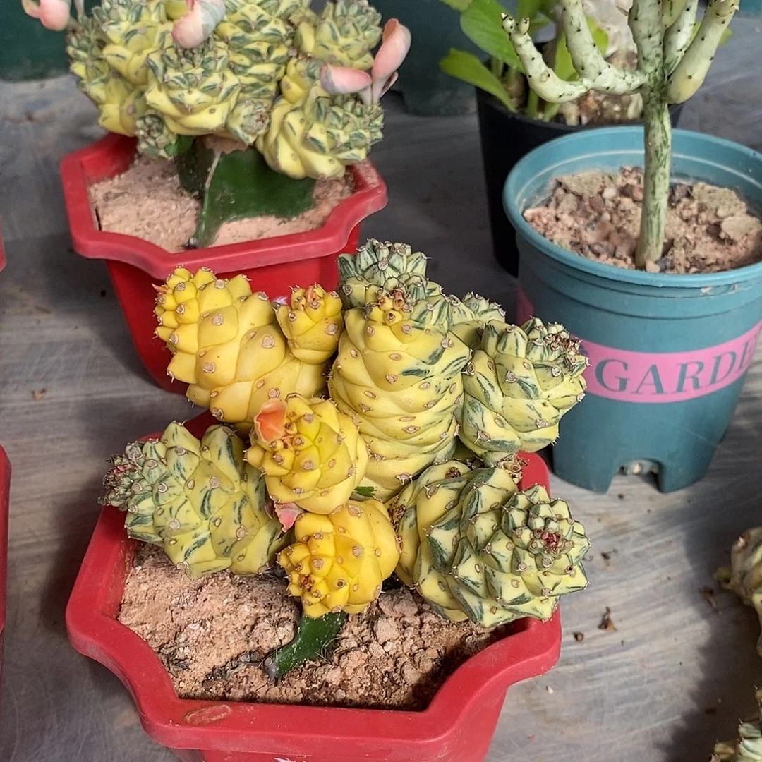 无花朵将军阁一物一拍