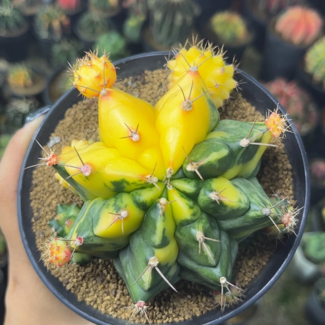 泰系大米哈锦，带盆土8.7