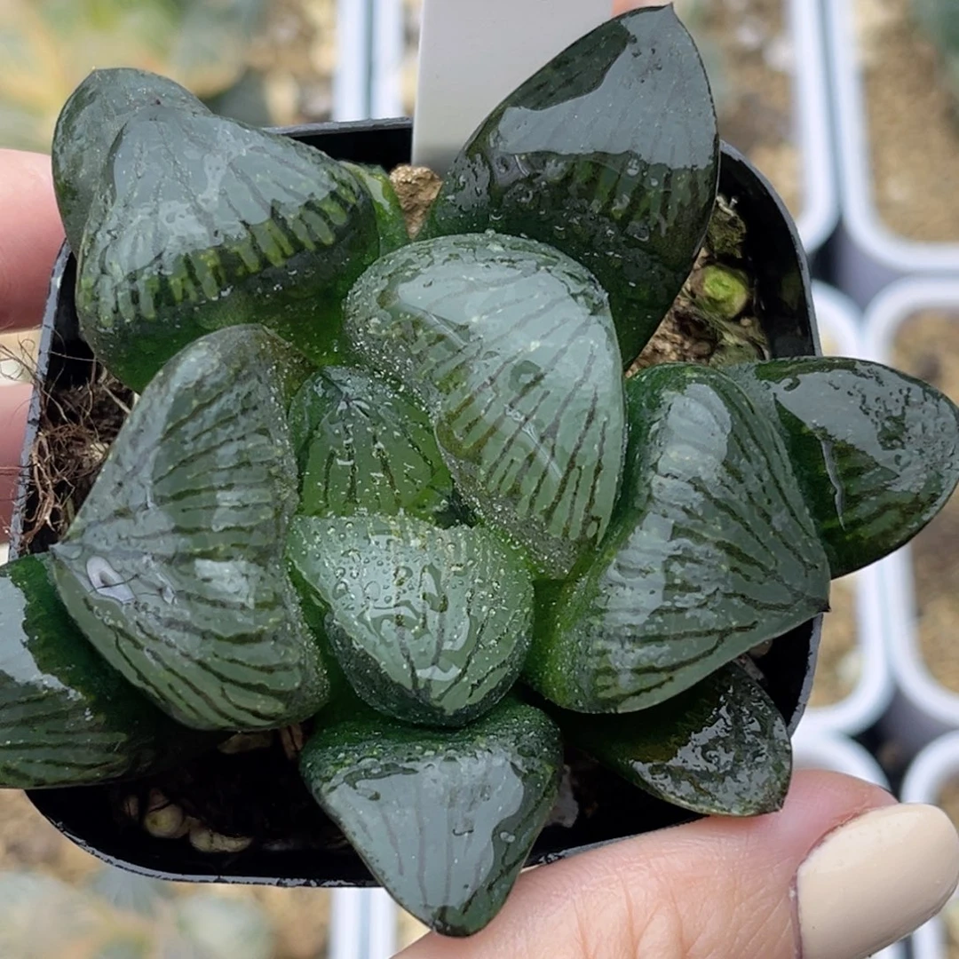 87巨大丸叶银龟实生寿