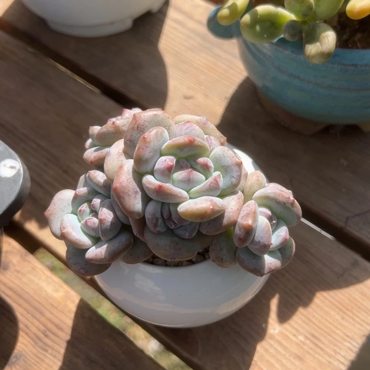 石榴子星影一物一拍