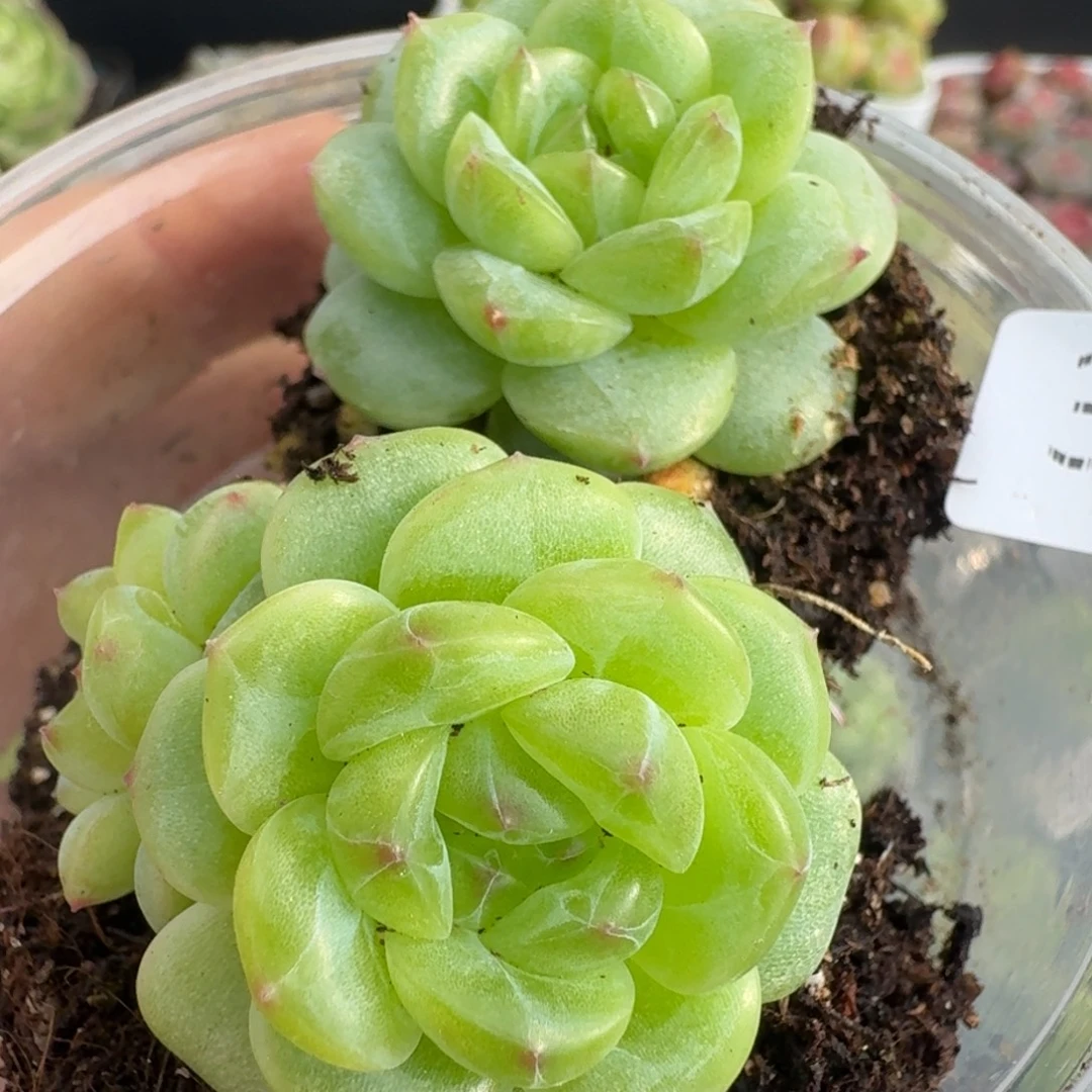 一物一拍一物一拍1107-375