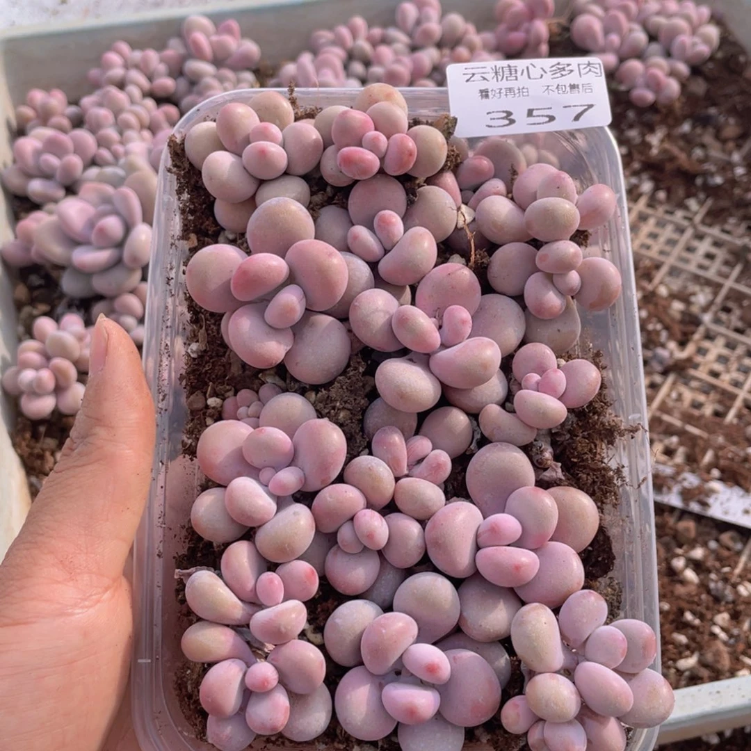 云糖心多肉植物357