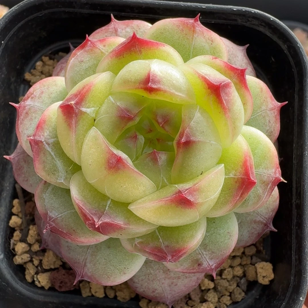 一物一拍一物一拍12-14-754