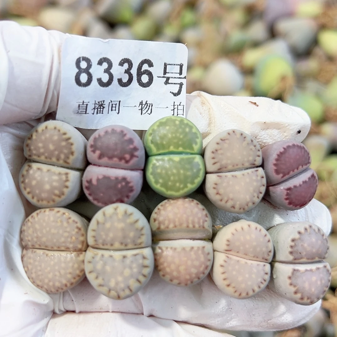 8336四年彩饼干10个1.6cm左右打包出