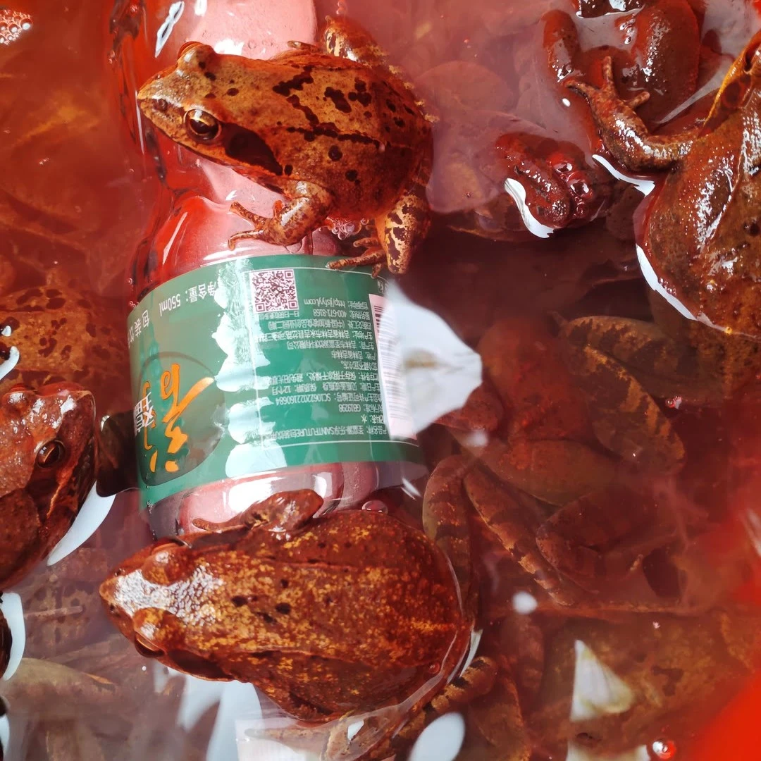 东北吉林地区野外散养林蛙鲜活发货