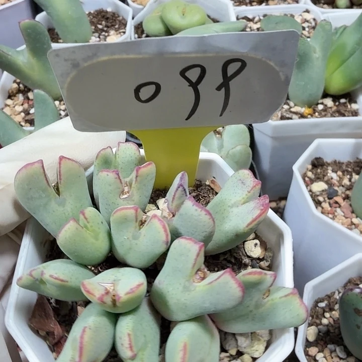 099密密麻麻密密麻麻妈妈们