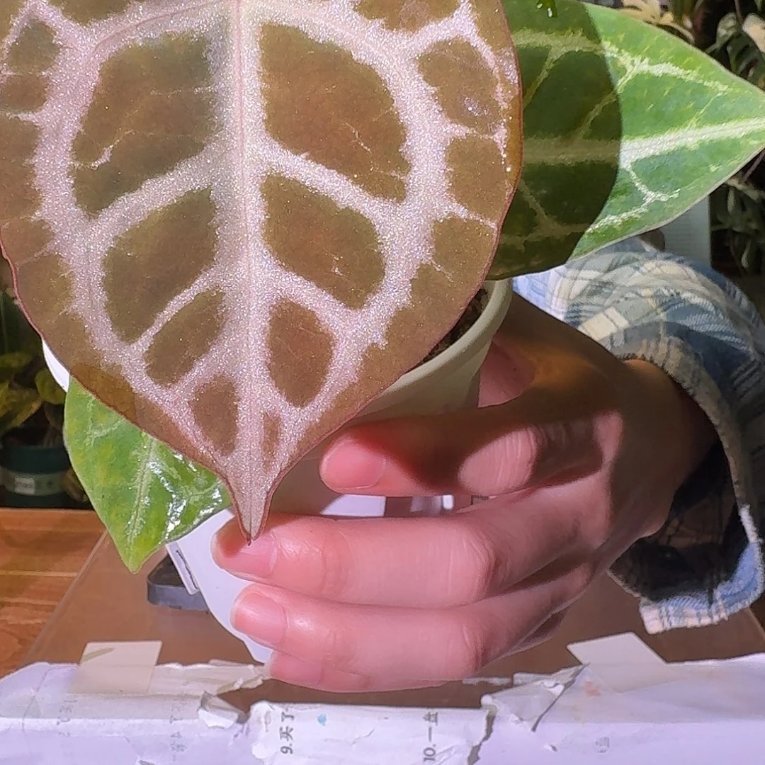 不开花植物B144粉柠檬杂skg银红