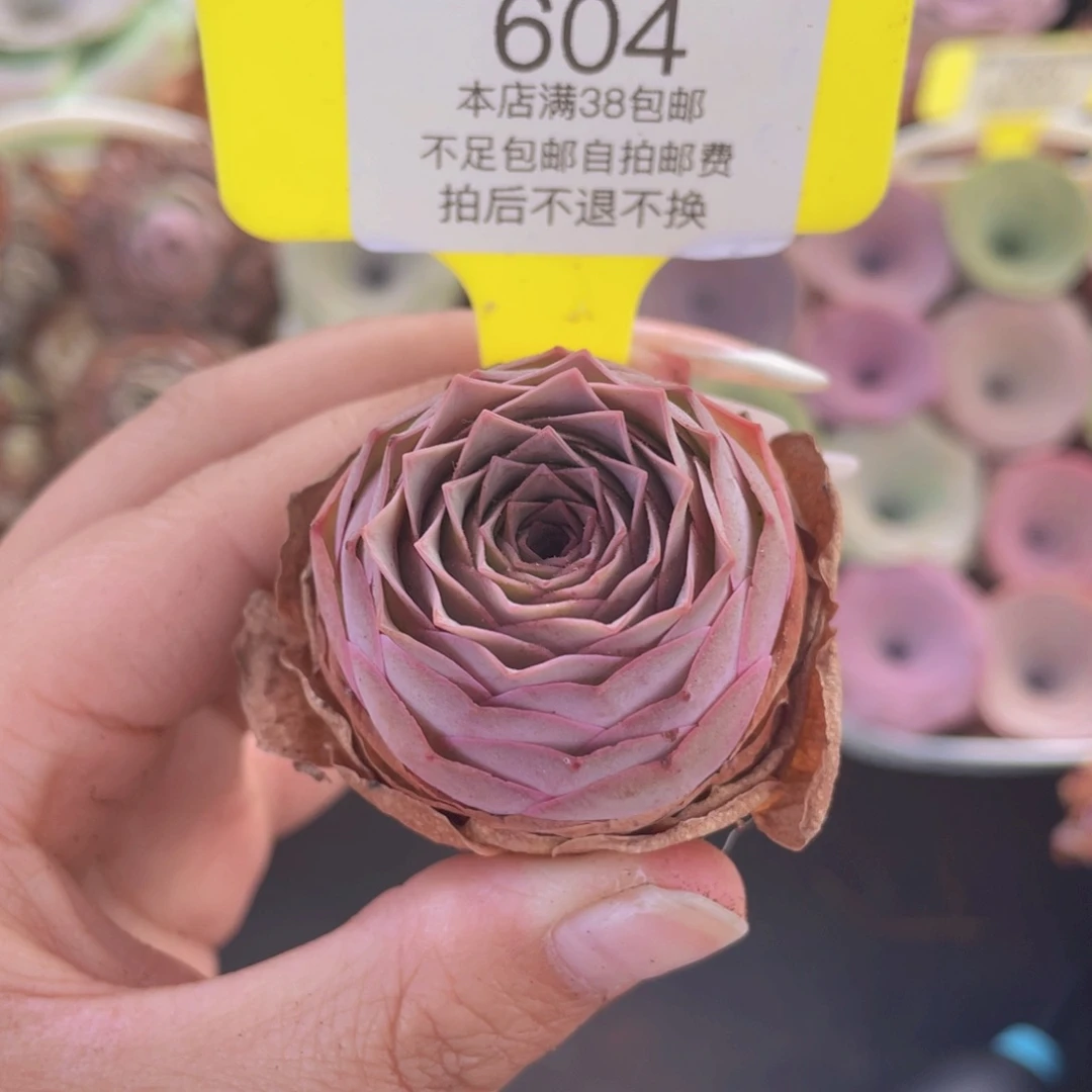 山地玫瑰604满38包邮裸根发货