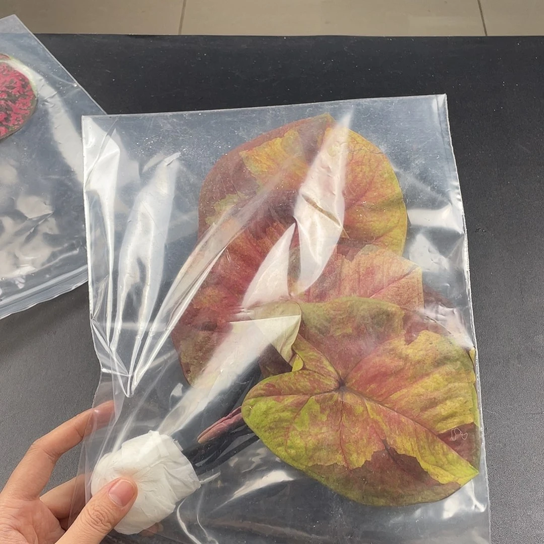 完全开放L010目光袋装