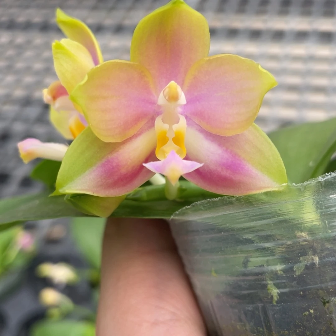 完全开放08叶瑕花期不保