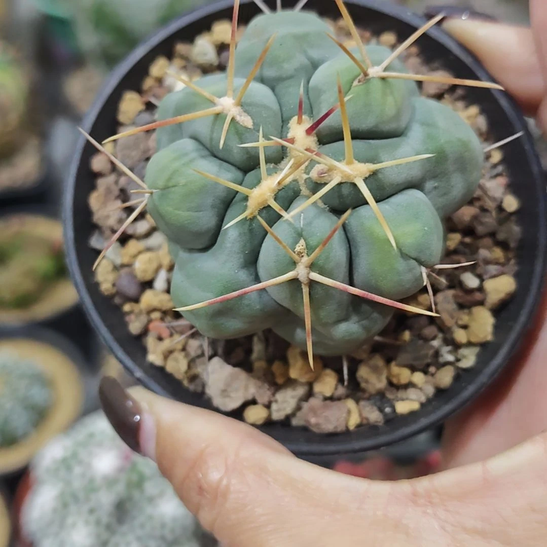 福利实生根白肌天晃仙人球