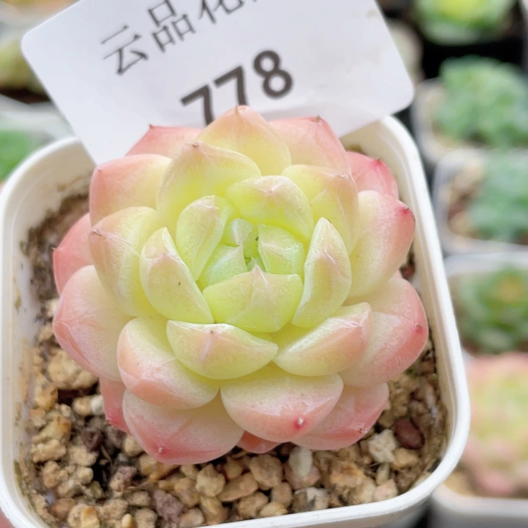 778号糖心冰心珍妮 美心