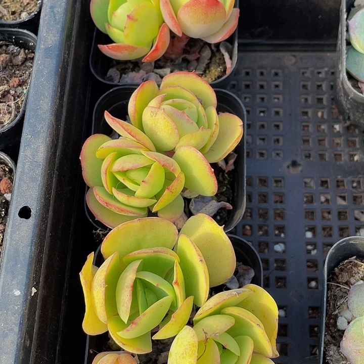 双头碧桃带盆土发