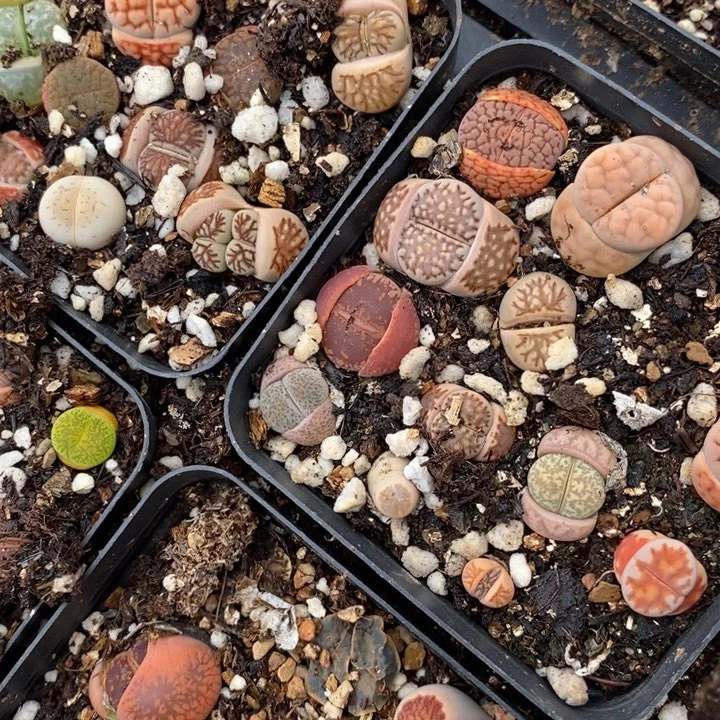 彩色生石花5颗一组