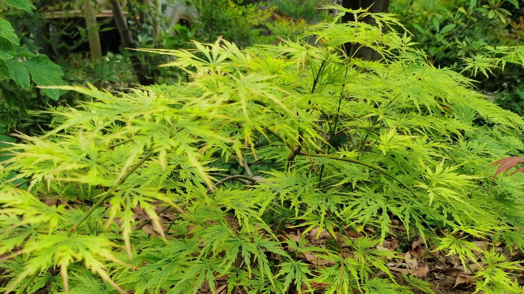 日本枫树 彩枫 品种枫树 庭院景观绿植 阳台盆栽盆景植物