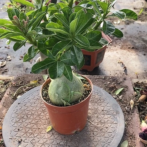 【闪购商品】无花朵指**待