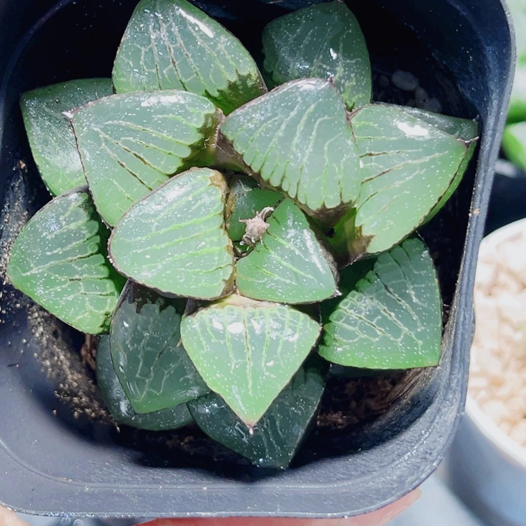 日月潭多肉植物6666