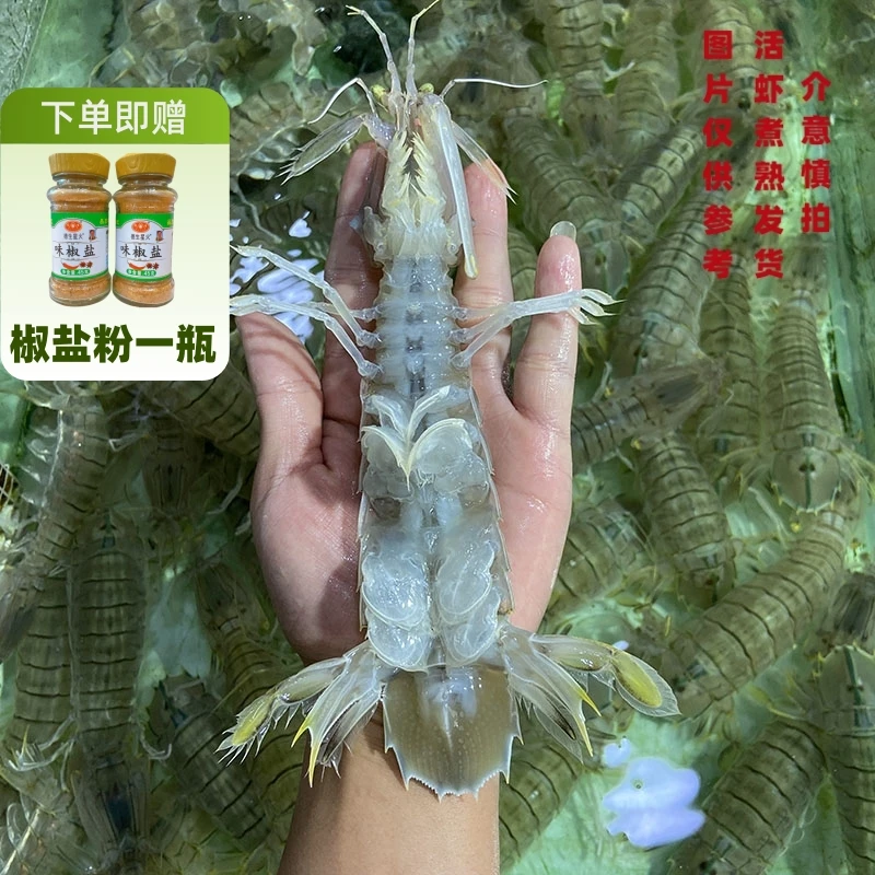 公虾-庆[顺丰包邮]北海皮皮虾濑尿虾熟蒸发货特大虾爬子超大号917