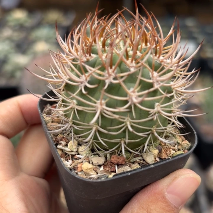 实生逆豹好养皮实生