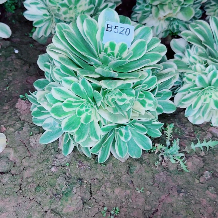 迈巴赫520无售后