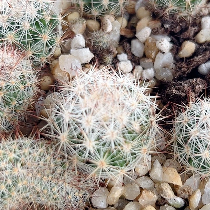 无名刺仙人球实生1颗