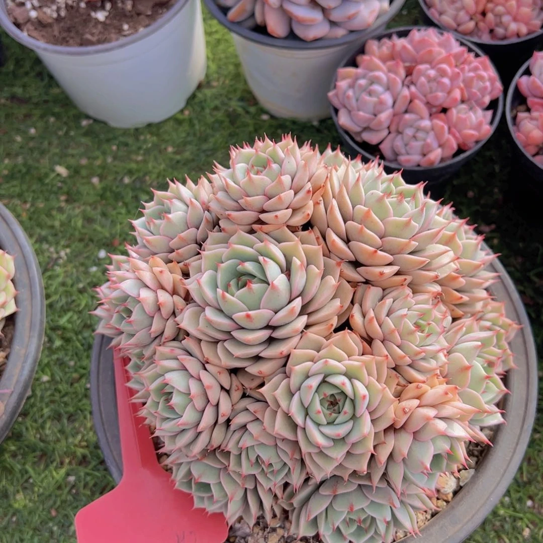 香玉的故事是一个人的