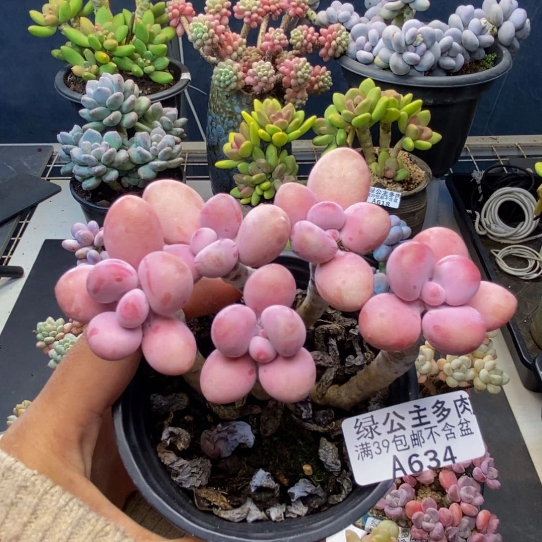 634糖果桃蛋多肉8c m