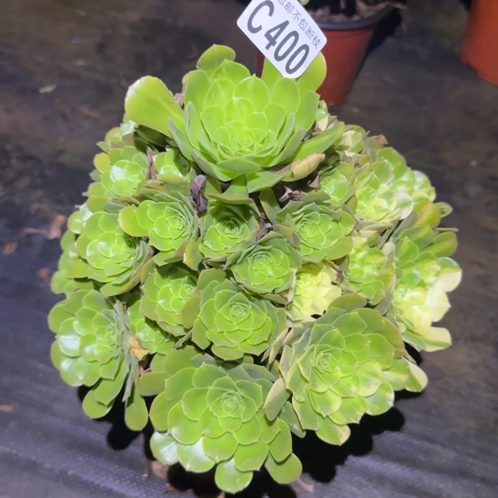 五彩琉璃……多肉植物的生长