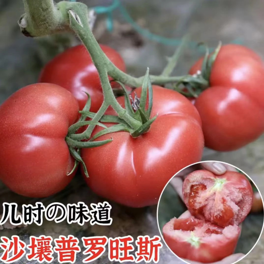 寿光源头厂家普罗旺斯西红柿带土抗死颗抗病毒口感番茄苗秧苗