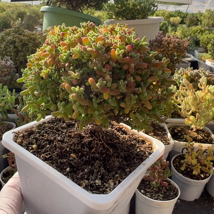 C661蜜桔糖球一物一拍