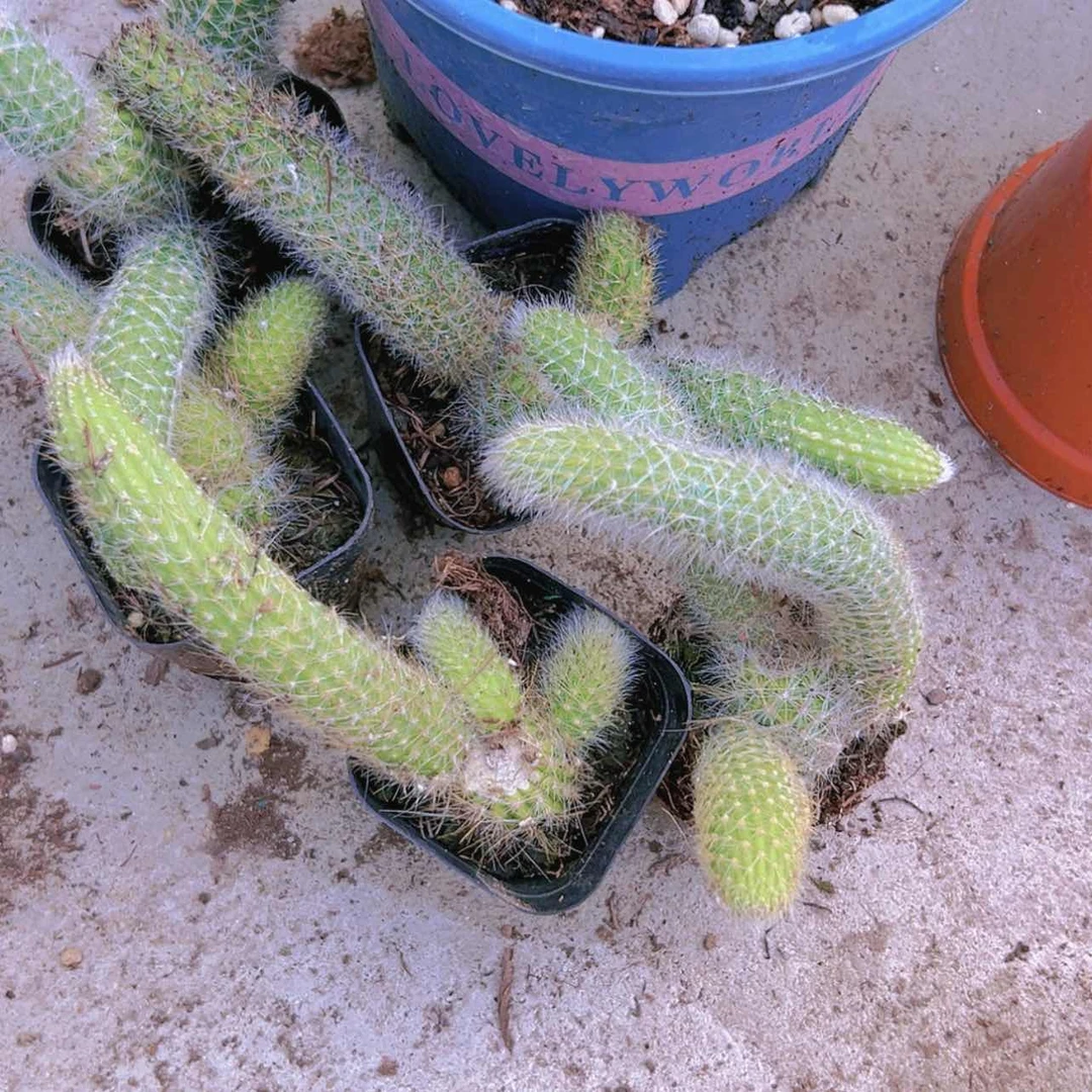 【闪购商品】6盆九尾狐偏远不拍微瑕