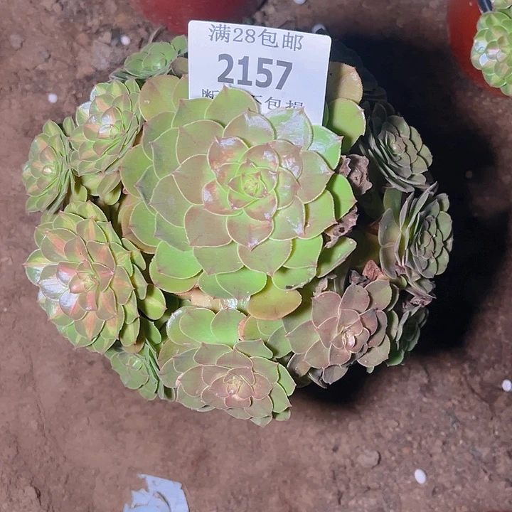 2157抹茶多肉植物保护