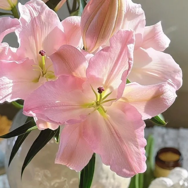 【粉天使】16/18  东方系列进口百合种球多年生盆栽地栽