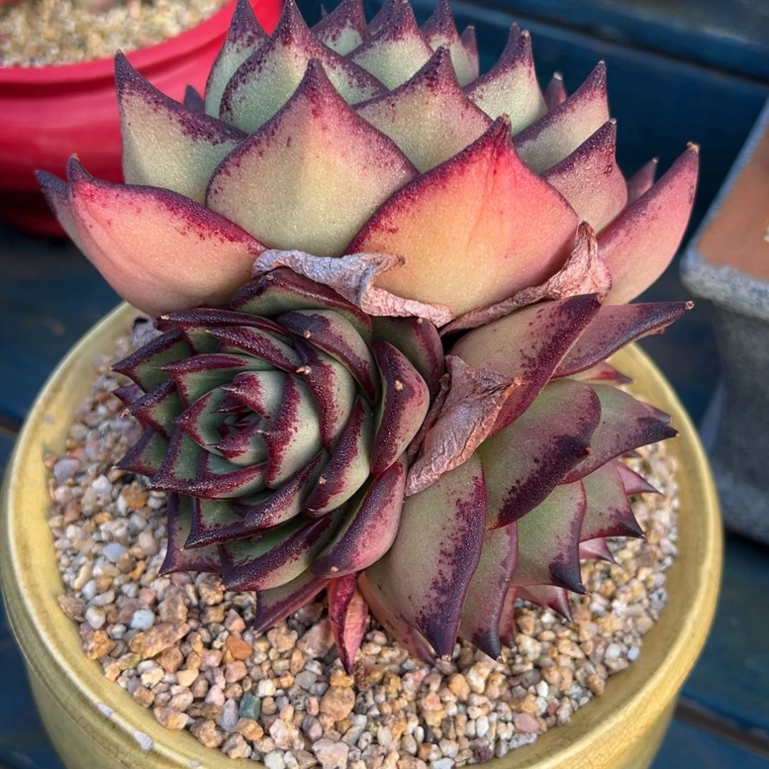 从前慢多肉精选编号0117.23