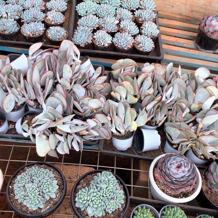 群生白眉9.99两单包邮