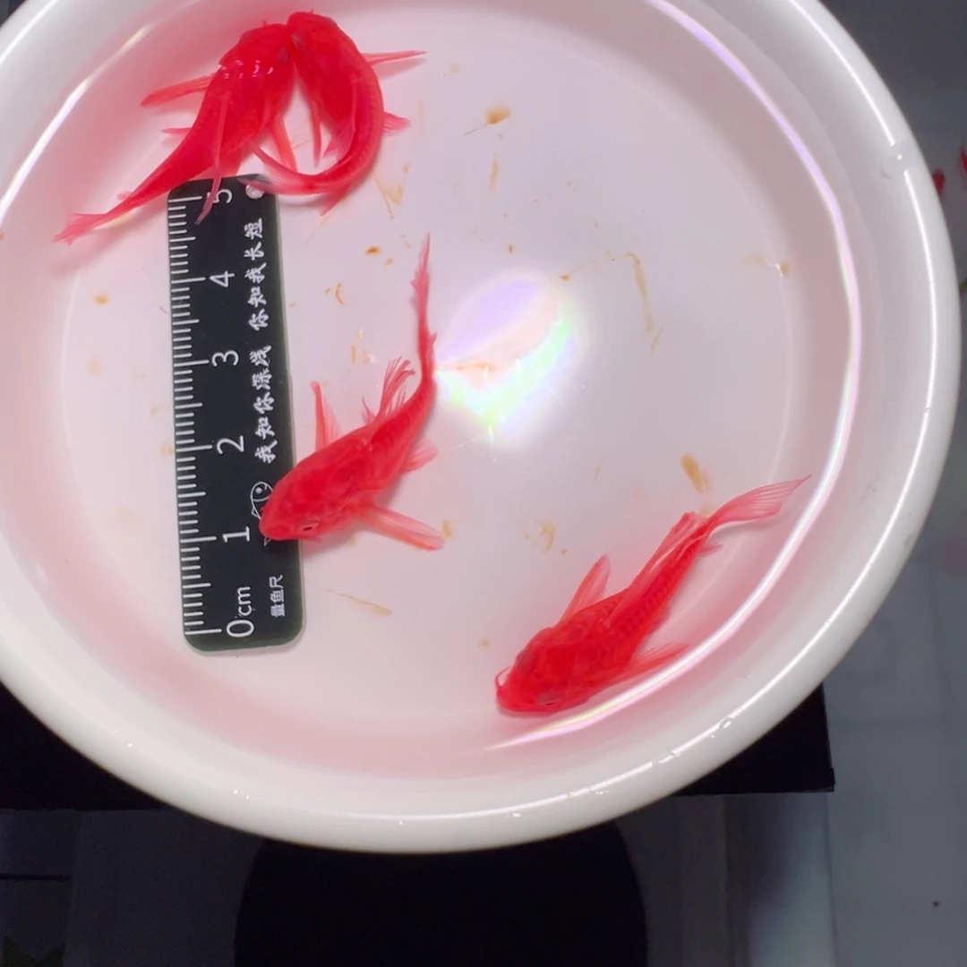 鼠鱼粉红鼠鱼3-3.5。 4条