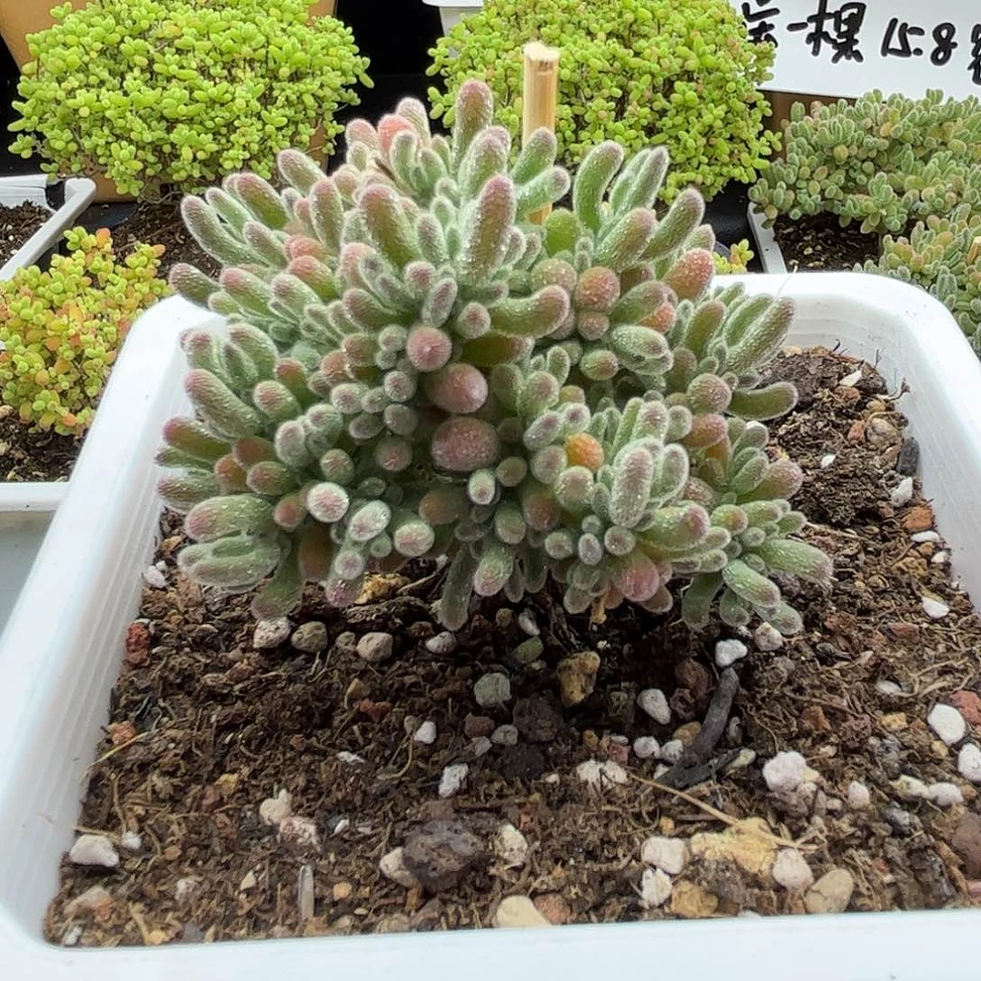 006粉冰晶优选枝干番杏