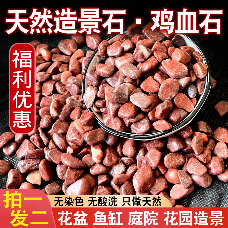 天然鸡血石底砂水培花盆鱼缸水族箱造景石鹦鹉罗汉鱼诱色买一送一
