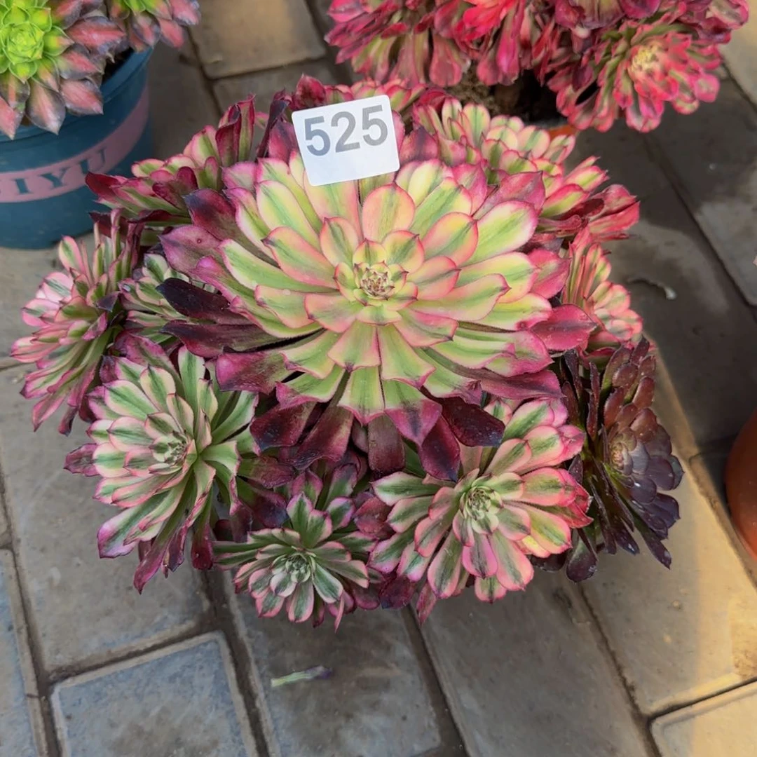 妮**8多肉植物525