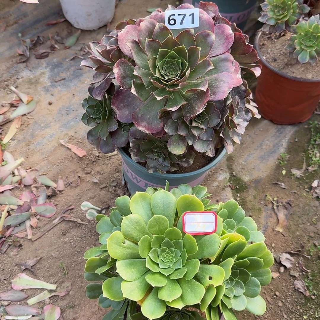 法师2个671号34号