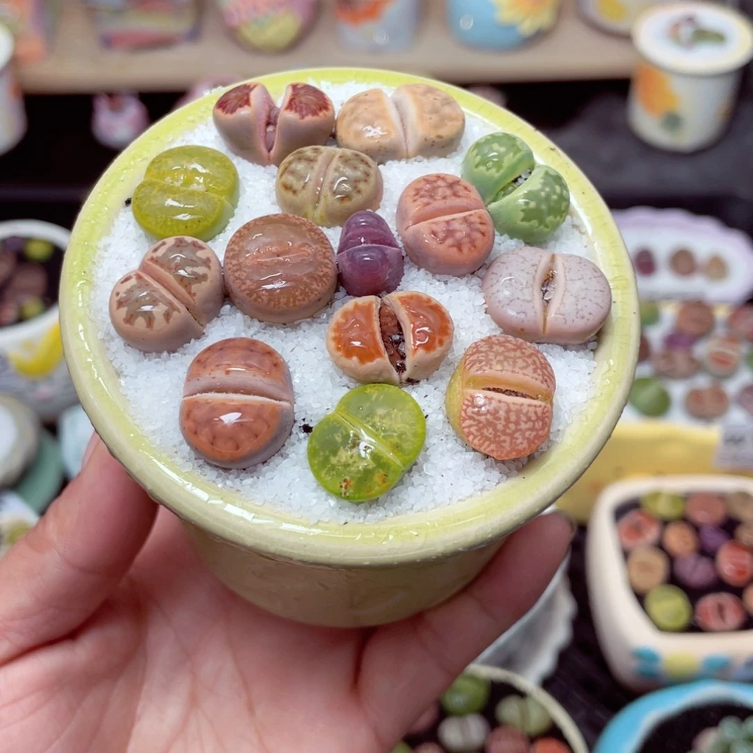 w1677 带盆土发货-零下地区拍保温箱