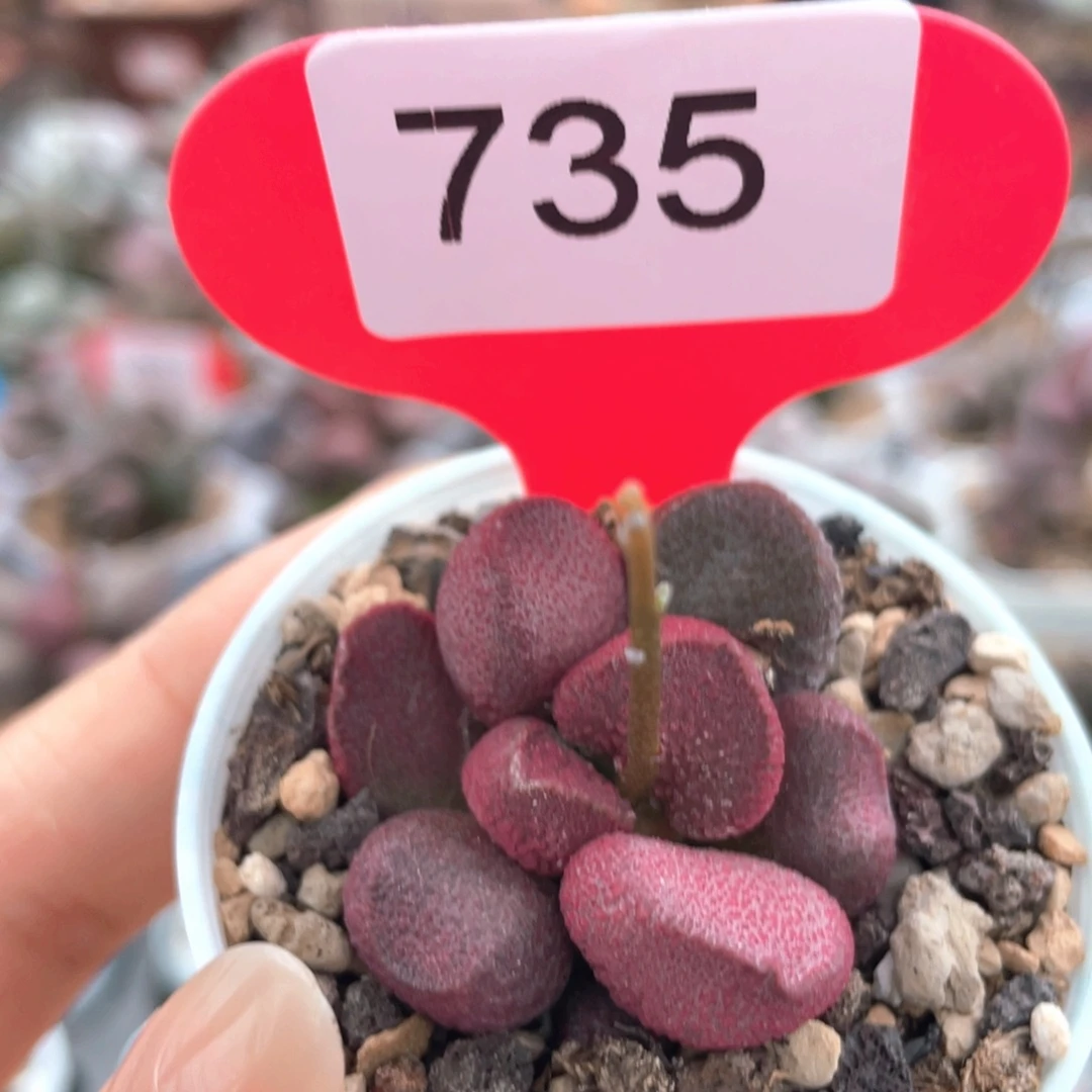 夏娃。     735。