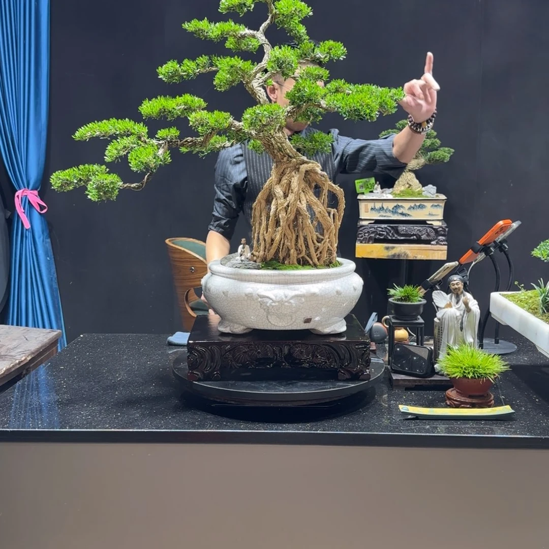 以实际为准黄杨室内室外盆景艺术