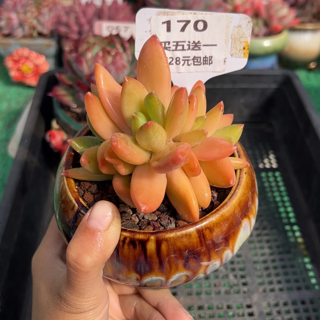 表妹精品多肉植物170.