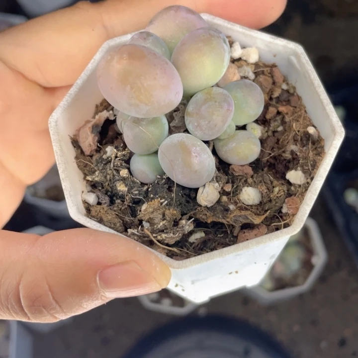 水光奶群随机发满18包邮