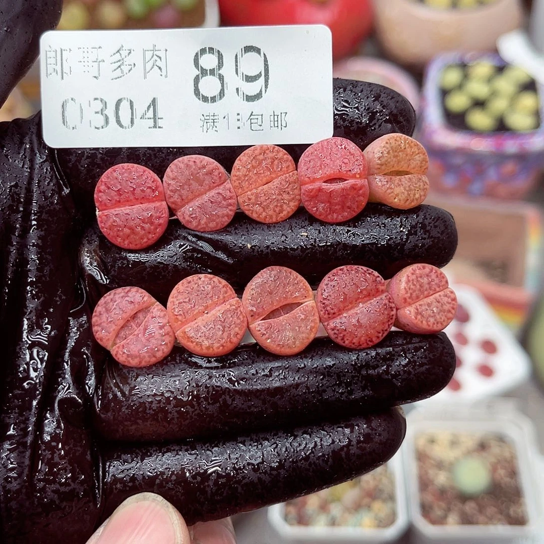 郎哥多少生石花4-89